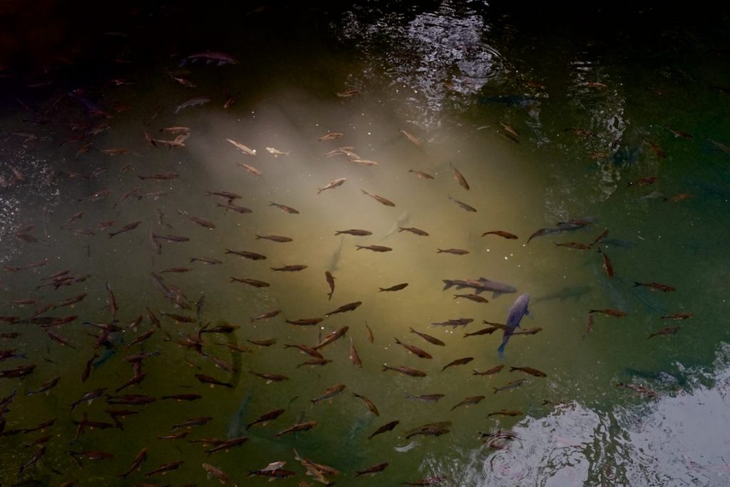 ปลาพลวง, เขตอนุรักษฺ์ 